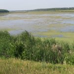 LAGO CONTAMINADO