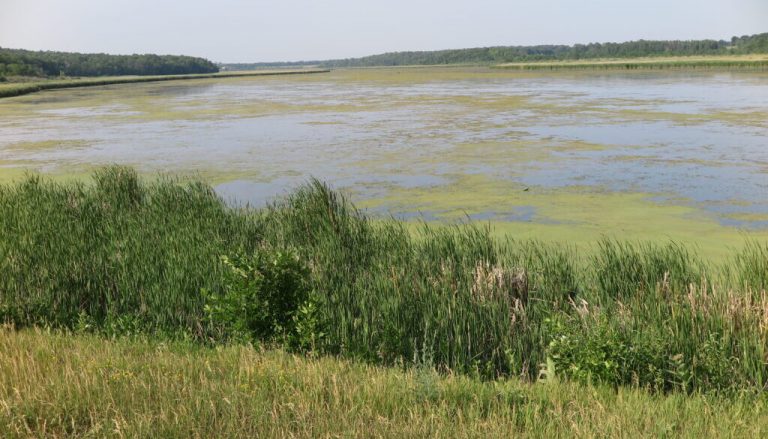 LAGO CONTAMINADO