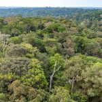 Amazon Rainforest Canopy