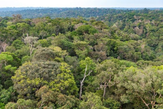 Estudo alerta sobre ‘morte massiva de folhas’ em florestas tropicais