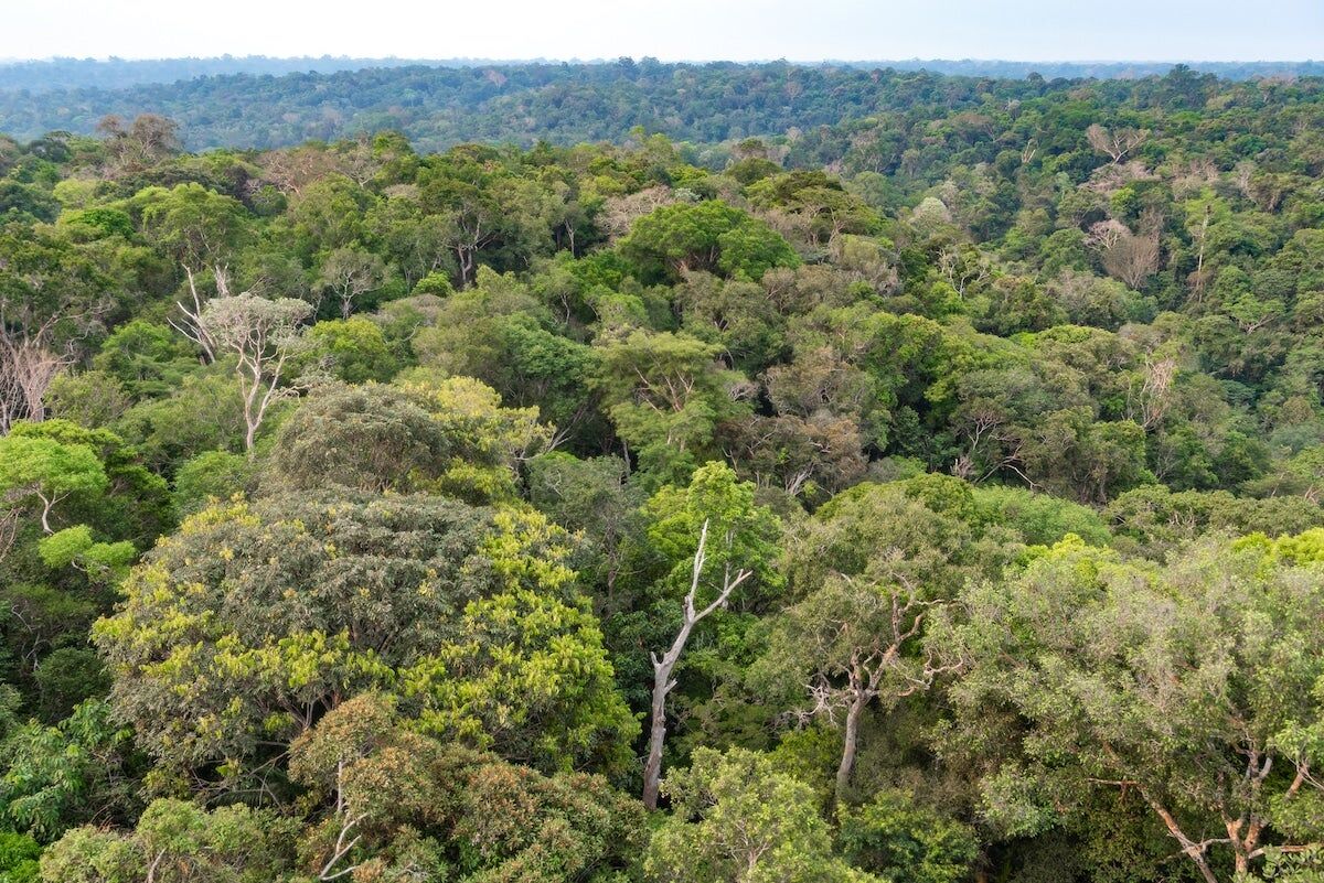 Amazon Rainforest Canopy