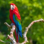 Red And Green Macaw Or Green Winged Macaw, Ara Chloropterus, Perched