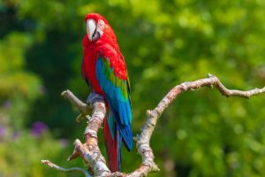 Red And Green Macaw Or Green Winged Macaw, Ara Chloropterus, Perched