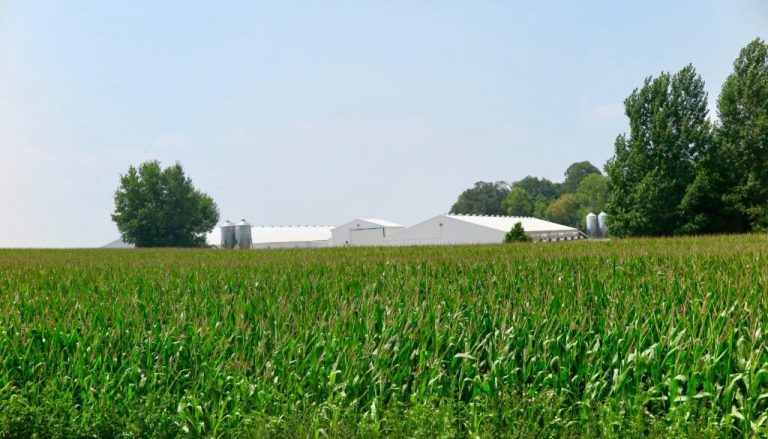 Corn In Minnesota 1024x683 1024x585