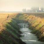 Great Blue Heron Inspecting An Irrigation Canal For A Meal.