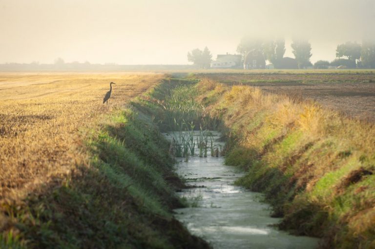 Great Blue Heron Inspecting An Irrigation Canal For A Meal.