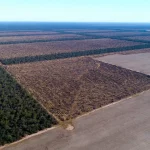 DESTRUIÇÃO DO CERRADO