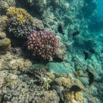 EGYPT MARINE FISH CORAL NATURE