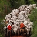 Gado Amazônia