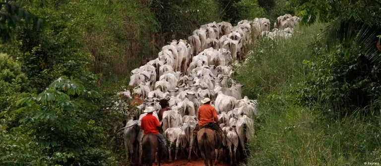 Gado Amazônia