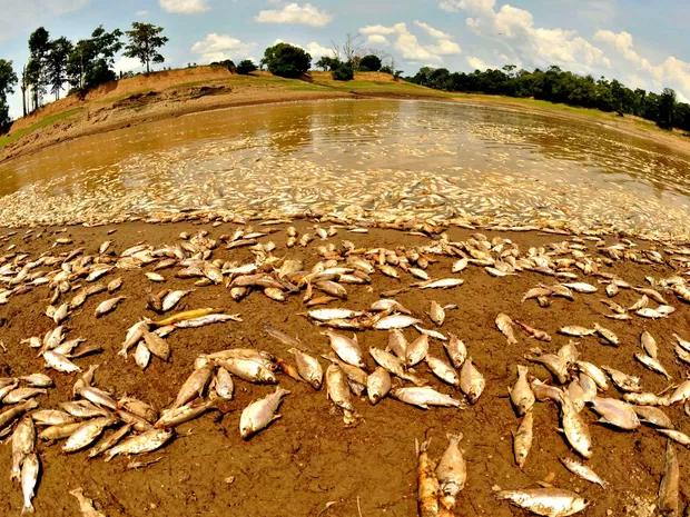 Peixes Mortos Rios Amazonia 2023