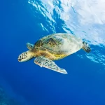 Turtle Sea Science GettyImages 549037517