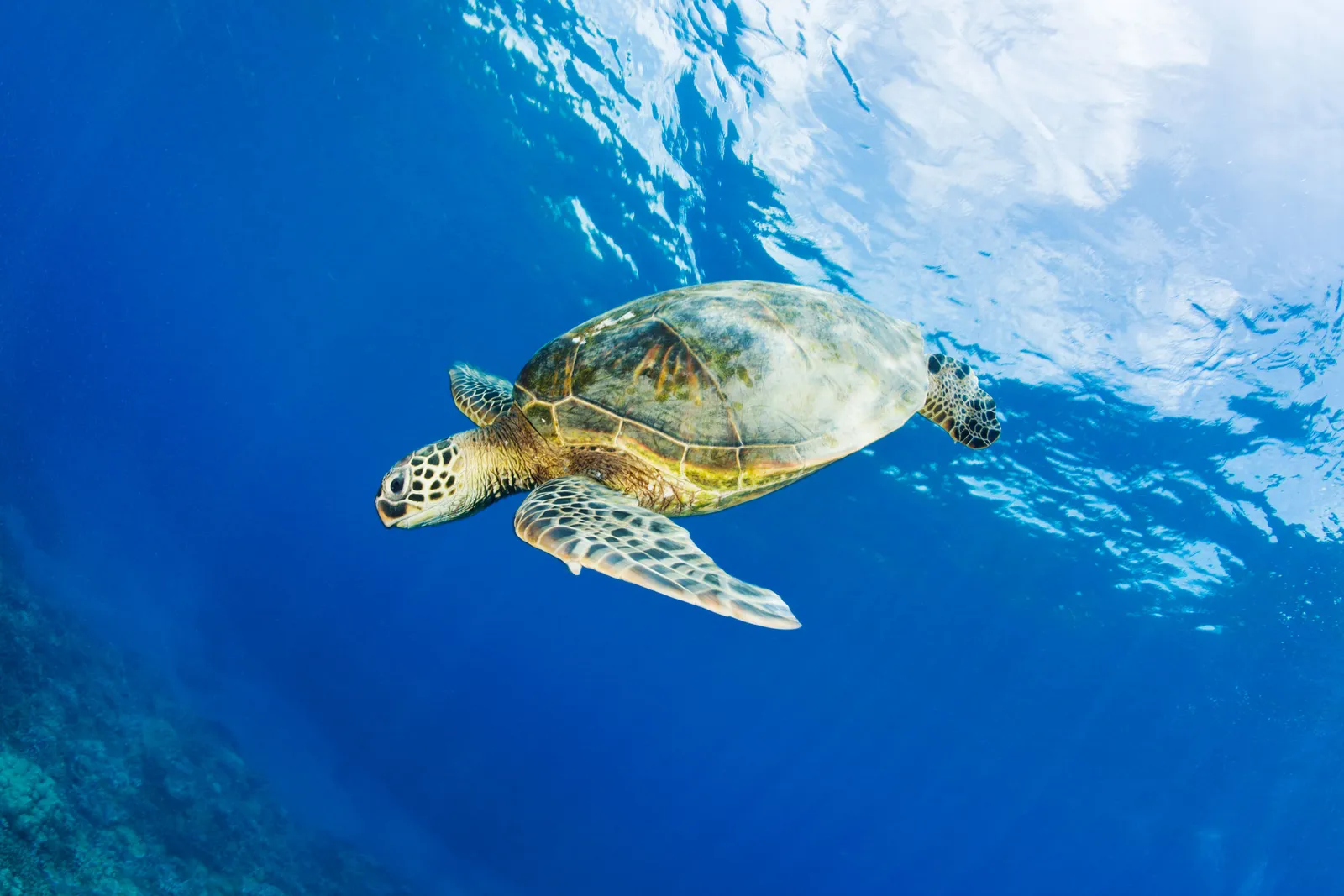 Turtle Sea Science GettyImages 549037517