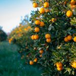 Oranges Growing On Tree Orchard, Mugla, Turkey