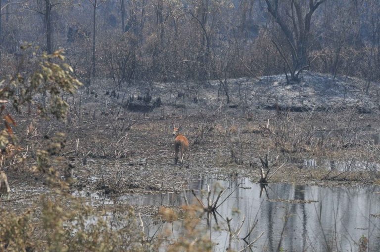 Pantanal Queimadas