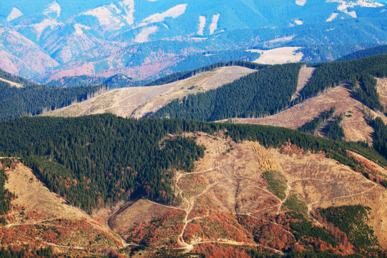 Timber Mafia And Deforestation In Romania 62ccaa63c0573