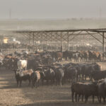 Beef Supply Disrupted During Pandemic