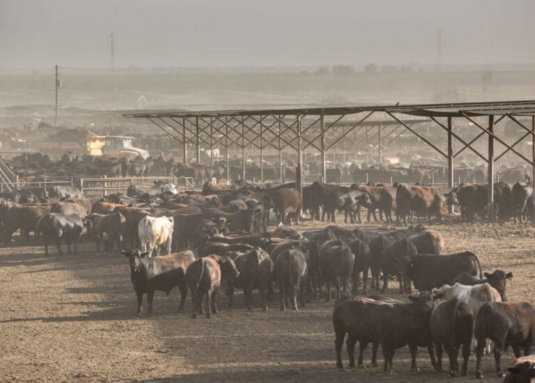 Beef Supply Disrupted During Pandemic