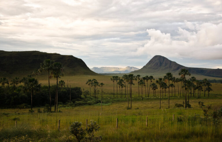 Cerrado Veredas