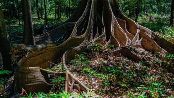 Tradições: A Amazônia explicada