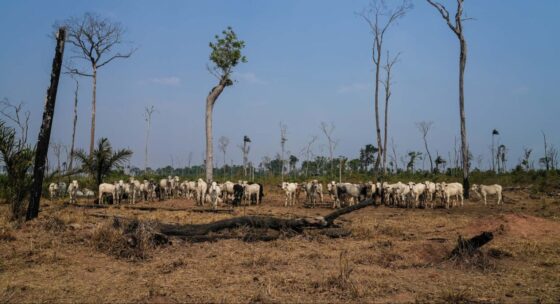 Mudanças climáticas: Desmatamento da Amazônia desregula regime de chuvas na região, confirma estudo