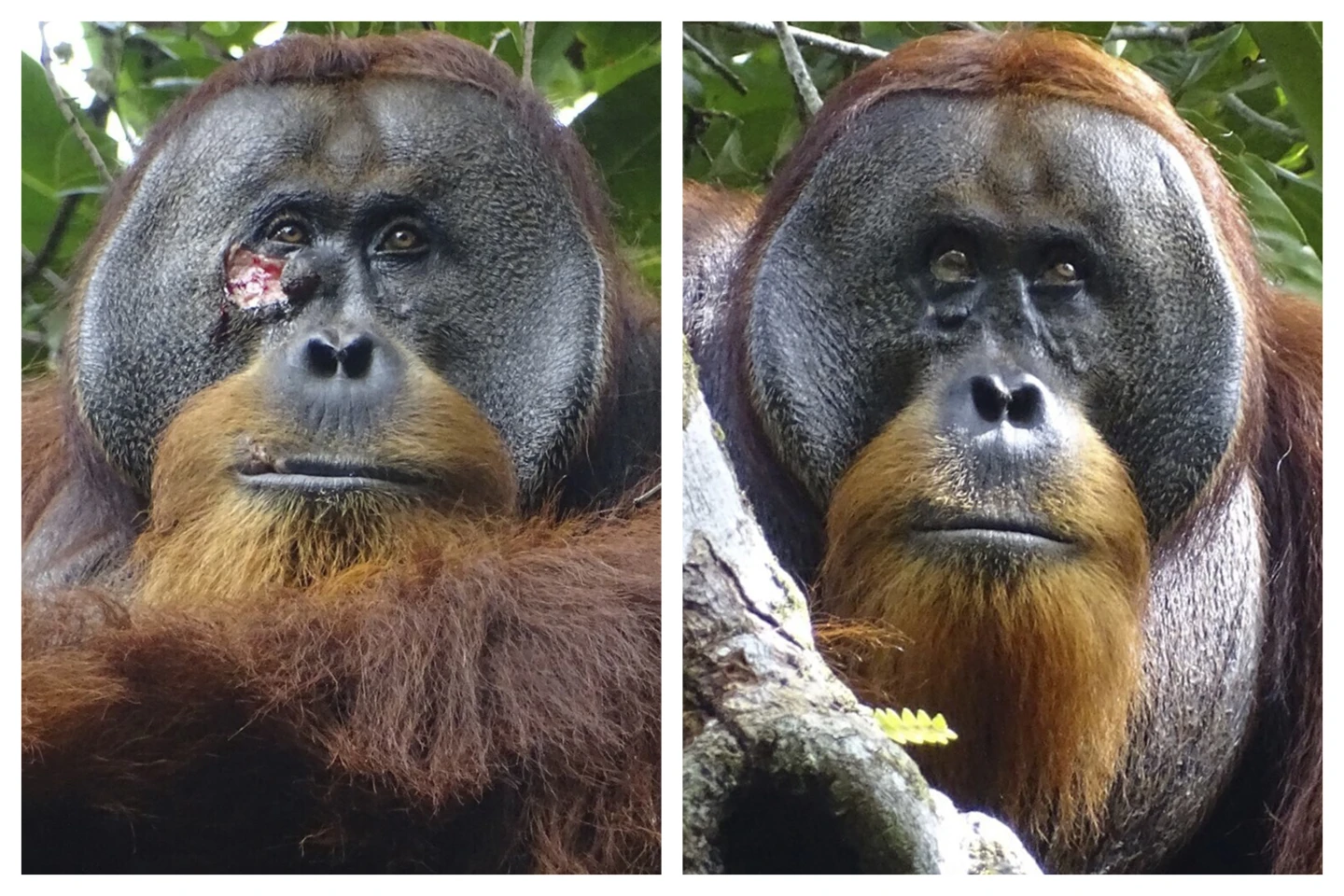 Orangotango Ferido E Curado