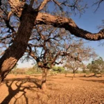 Queimadas Cerrado