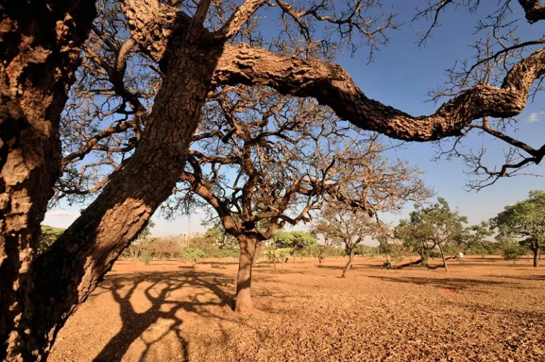 Queimadas Cerrado