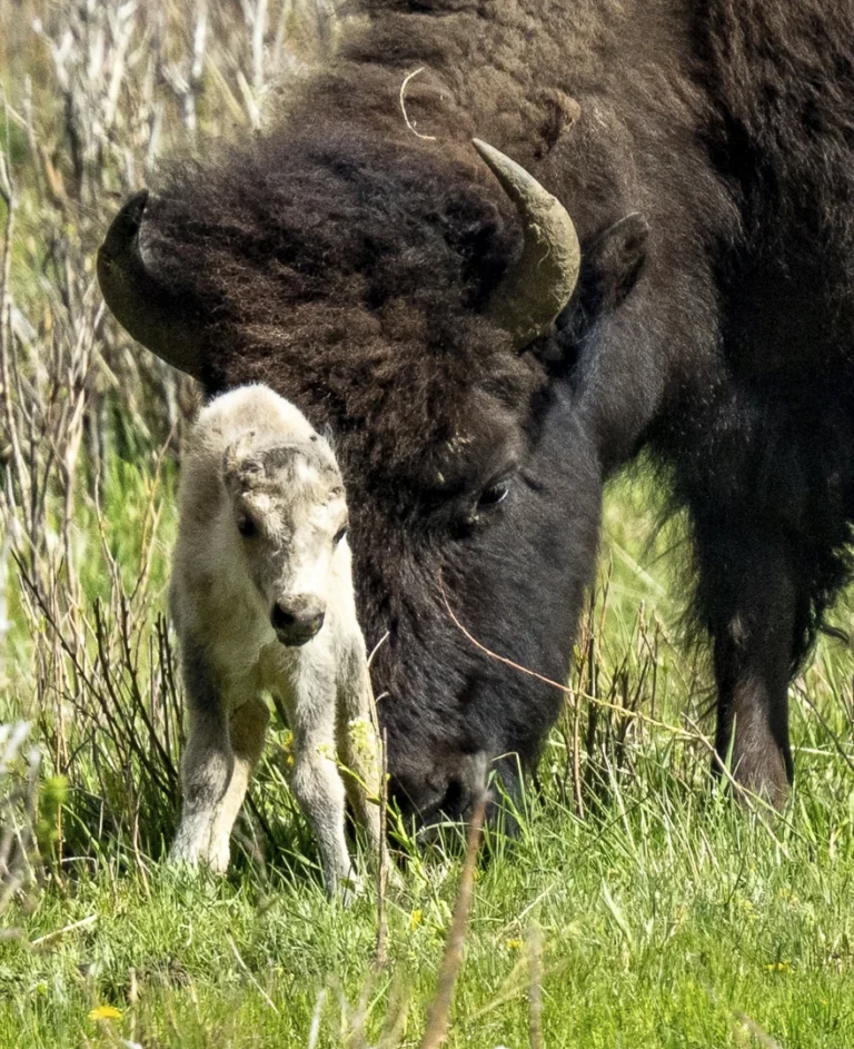 Bisão Branco Lakota