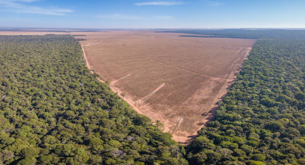 Amazônia Desmatada