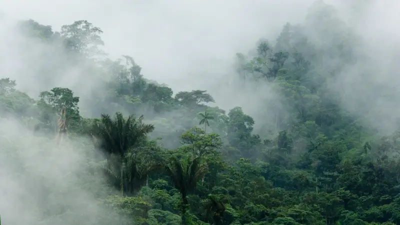 Floresta Equador