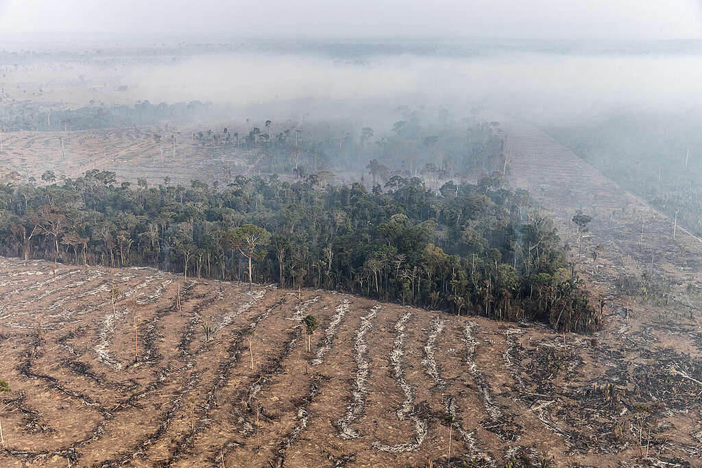 Desmatamento Ilegal Na Amazônia