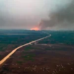 Fogo Boi Desmatamento Pantanal