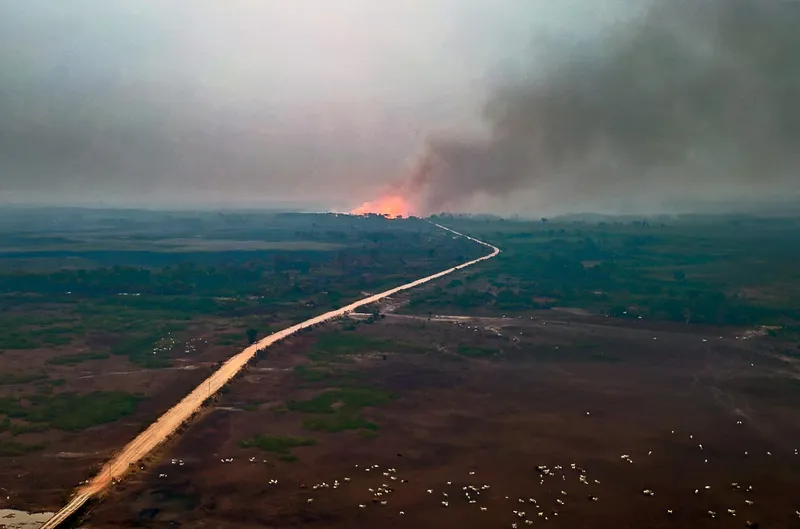 Fogo Boi Desmatamento Pantanal