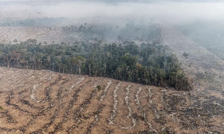 Agronegócio Queimadas Destruição