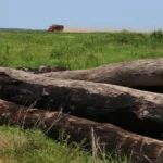 Brasil Desmata 33% De Suas Florestas