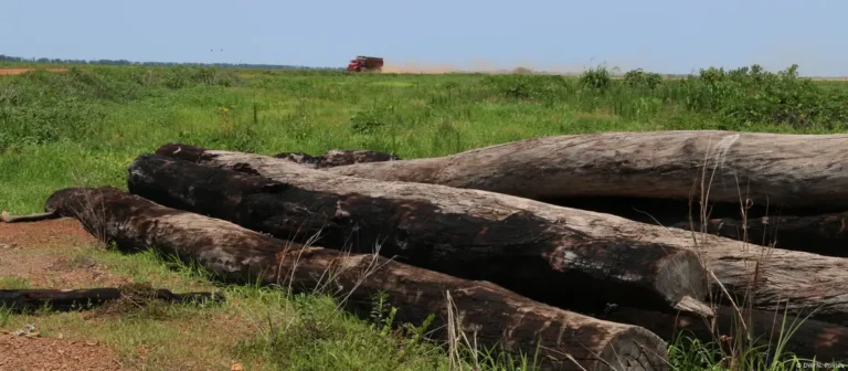 Brasil Desmata 33% De Suas Florestas