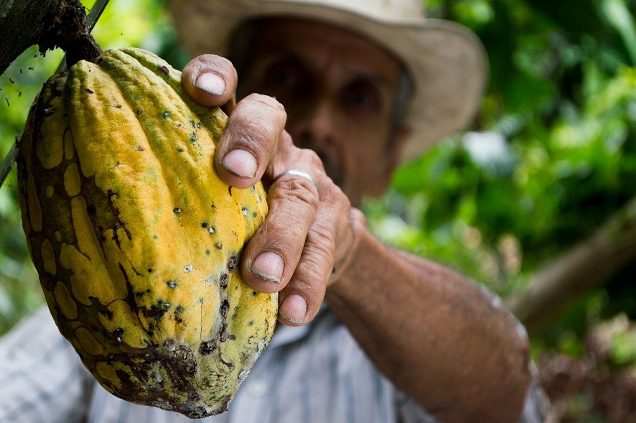 Sustentabilidade Cacau