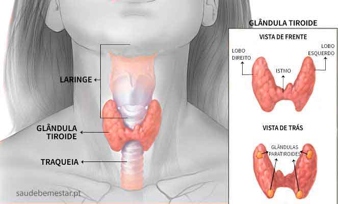 Tiroide