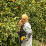 Drought Decreases Citrus Production In Tunisia