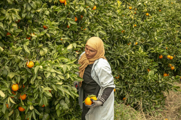 Drought Decreases Citrus Production In Tunisia