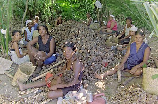 Quebradeiras De Babaçu