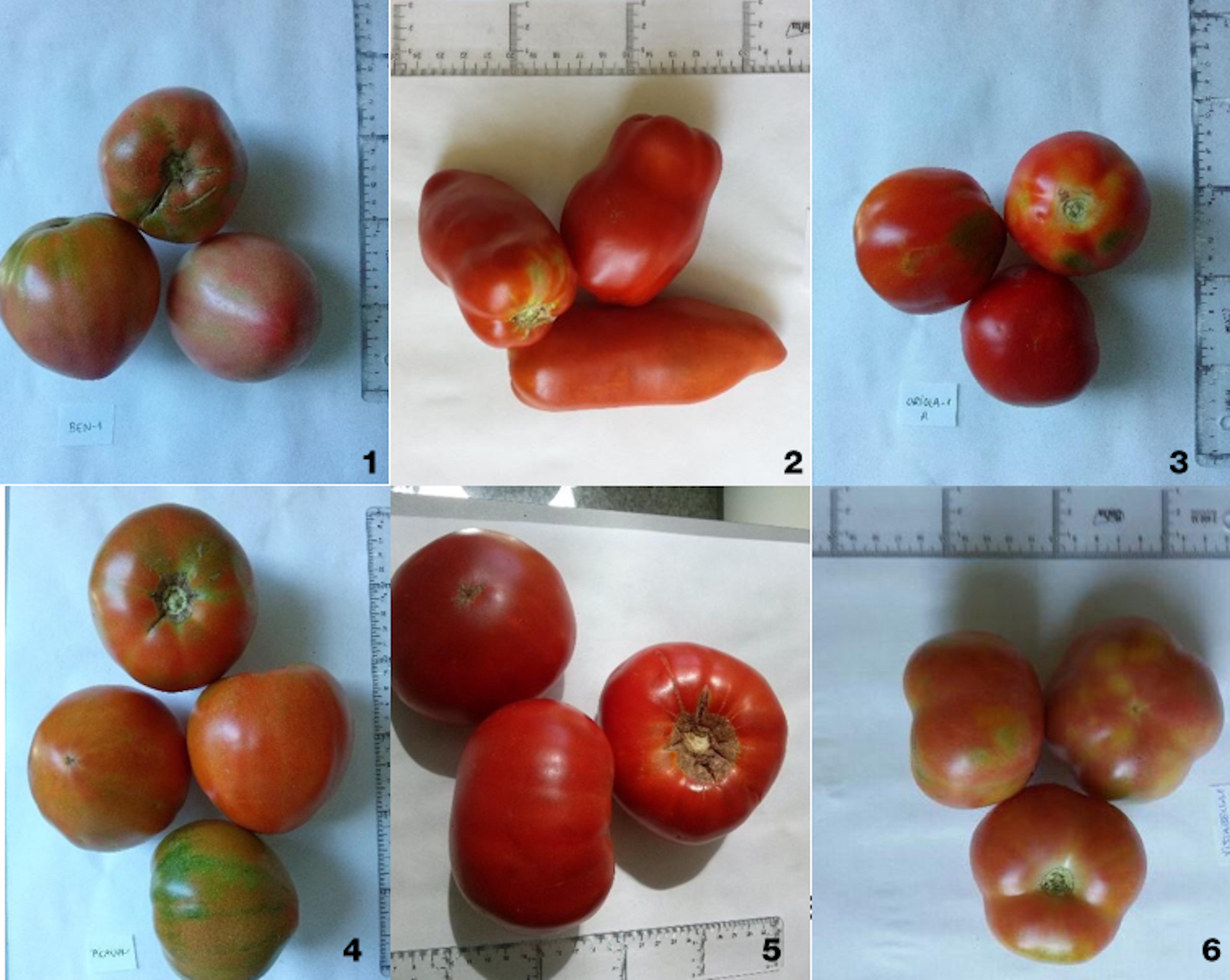 Tomate Variedades