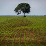 Soya plantation in the amazon plantação de soja na amazônia