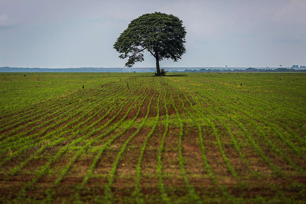 Soya plantation in the amazon plantação de soja na amazônia