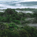 Rios voadores amazonia foto reproducao