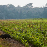 Soja amazôna