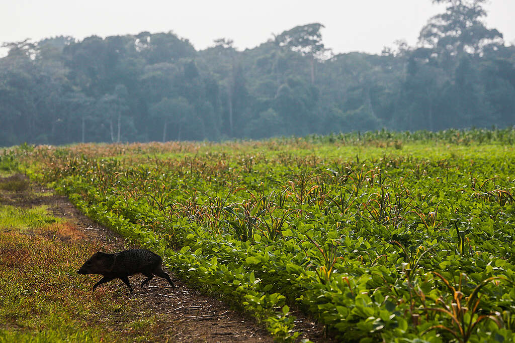 Soja amazôna