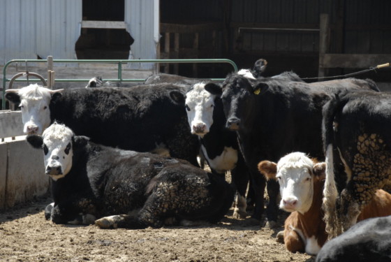 Agricultura: A indústria de carne bovina americana percebeu seu impacto climático há décadas