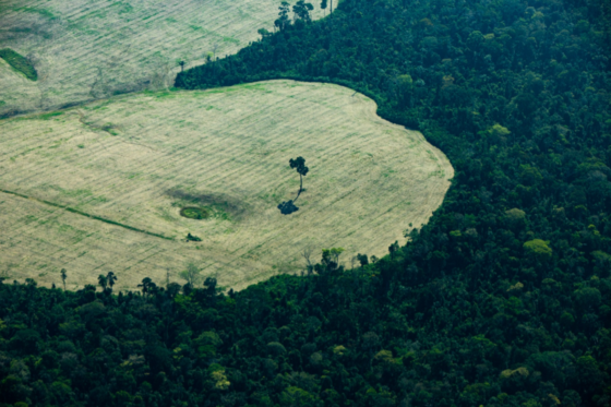 Tradições: Por um futuro ancestral para a Amazônia